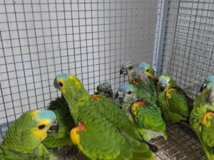 Dubble yellow Headed Amazons