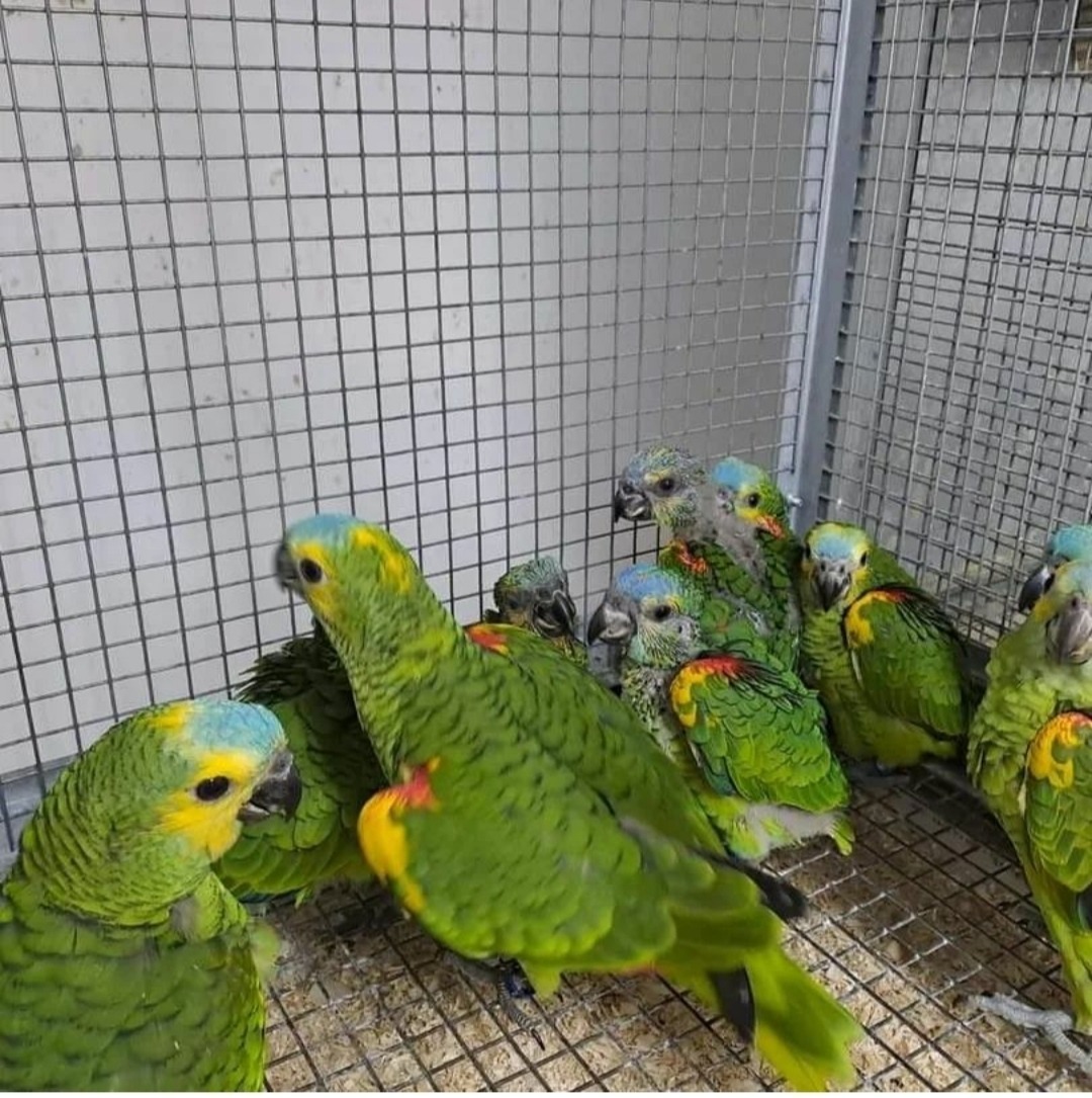 Dubble yellow Headed Amazons