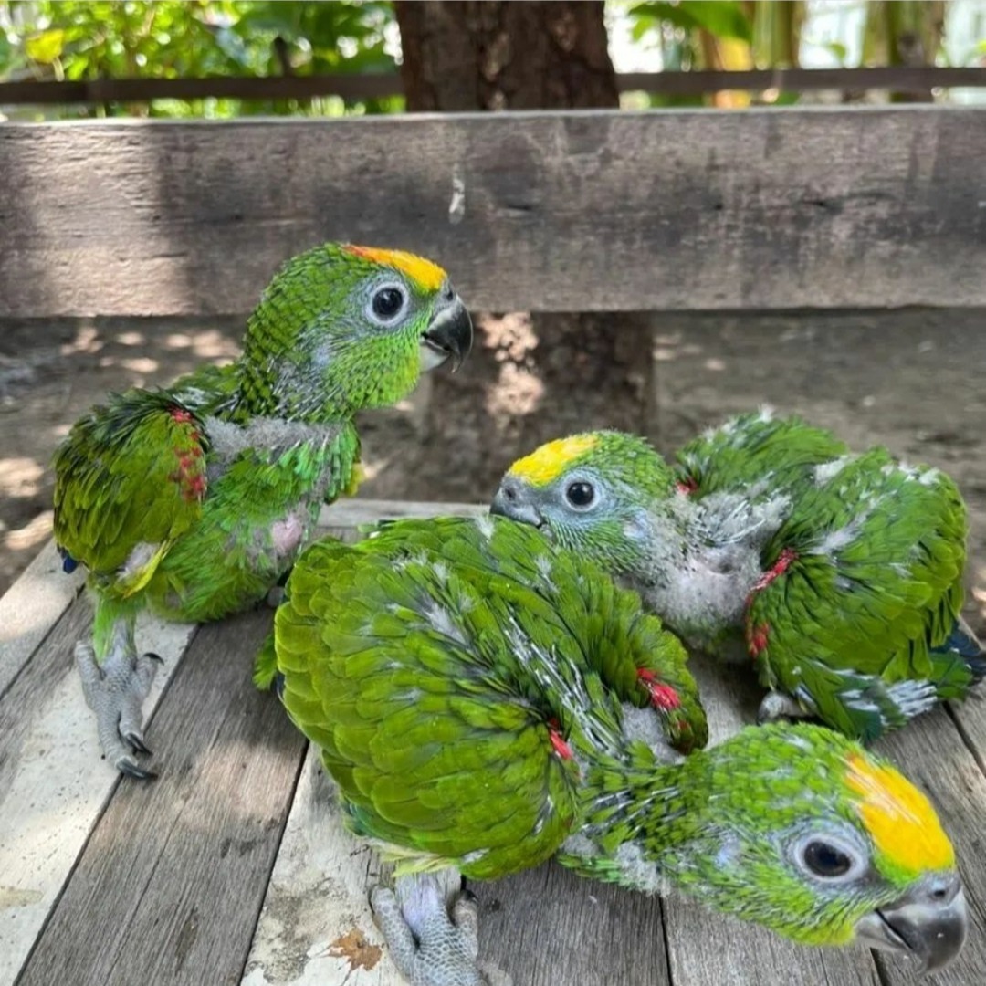 Dubble yellow Headed Amazons - Image 3
