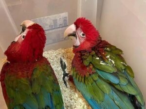 Green Winged Macaw