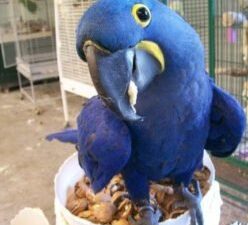 Hyacinth Macaw