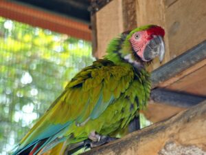 Military Macaw
