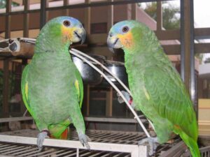 Amazon Parrot For Sale