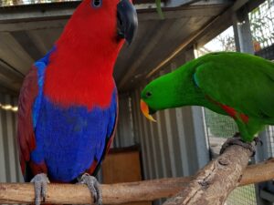 Vosmaeri Electus Parrot For Sale