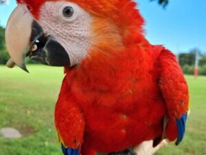 Scarlet Macaw