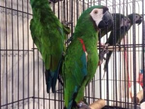Severe Macaw