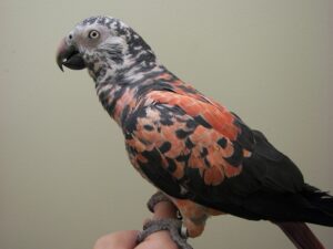Timneh African Grey (Male or Female)