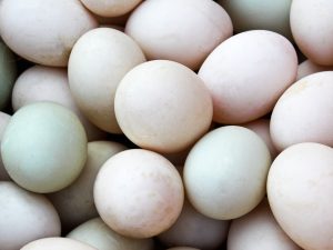 Carolina Duck Fertile Eggs