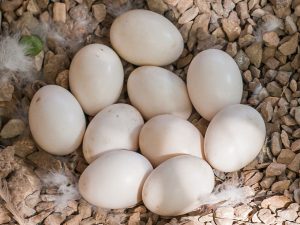 Mandarin Duck Fertile Eggs