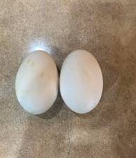 Chinese geese  Fertile Eggs